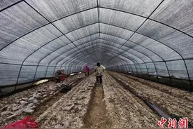 （乡村行·看振兴）江西崇仁乡贤“回流” 种下羊肚菌走上致富路图片