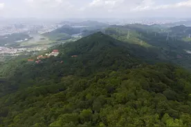 19个建设项目为古树名木“让路”！深圳完成2024年林分优化及新造林抚育任务图片