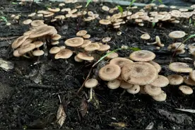 小鸡炖蘑菇的“蘑菇”，四川“种”出来了图片