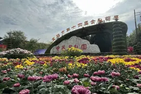 宝鸡公交开通赏花定制专线 邀您共赏金秋菊展图片
