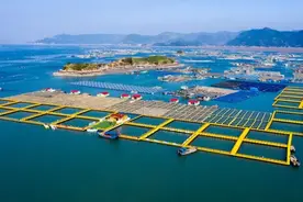 宁德蕉城区：一条大黄鱼“游”出富民产业链图片
