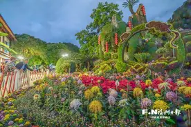 福州西湖菊展11月1日开幕 超1300种菊花将亮相图片
