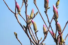 青岛：碧空如洗，玉兰待放图片