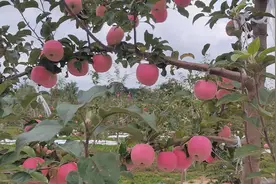 彬州市韩家镇：苹果喜丰收 产业振兴焕生机图片