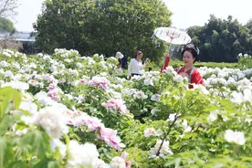 春花已上线 莫负好时光图片