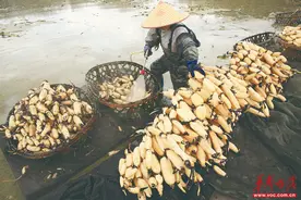莲藕种植增收致富图片