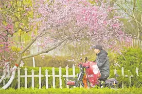 一树花开满城春景图片