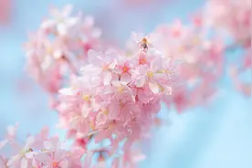 赏花季一到，皮肤最容易过敏，“早P晚R”护肤新公式了解一下图片
