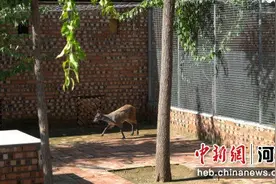 河北安国：林麝养殖促发展图片