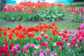 中山公园郁金香持续绽放，处处都是打卡点图片