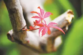 红叶似火图片