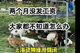 上海动物绿洲倒闭800只流浪猫无家可归？基地：有400多只猫，员工均在岗图片