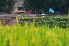 稻花香里说丰年图片