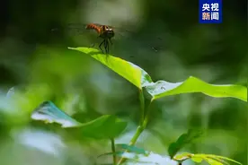 全球约25%新增绿化面积，由中国贡献！图片