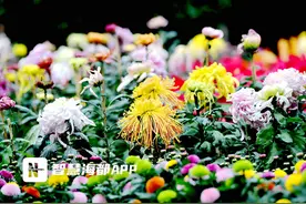 11月1日至21日，去福州西湖邂逅金秋菊展图片