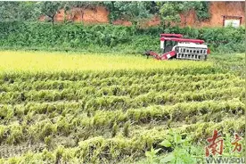 瘦田变良田 撂荒地种出高产稻图片