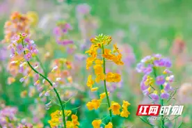 组图丨醴陵：油菜花田春意浓图片