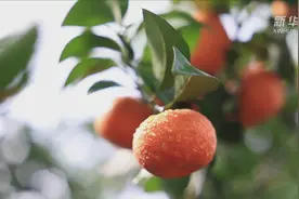 一起聊聊广西砂糖橘的那些事儿图片