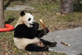 定了！大熊猫“宝力”“青宝”将赴美图片