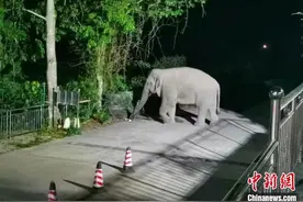 中老边境西双版纳：大象深夜入境 民警紧急预警图片