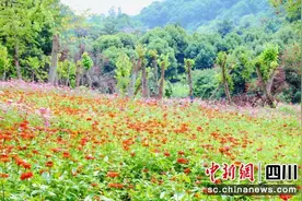 自贡贡井：百日菊惊艳绽放图片