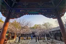 春风送暖，济南万竹园里杏花开图片