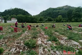 秦州区大门镇：大蒜丰收打响产业发展“金蒜盘”图片
