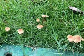 雨后正大量出现，紧急提醒：别碰别吃！图片