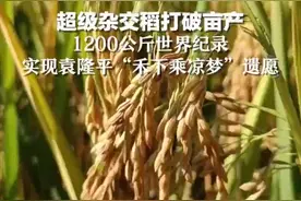 最新世界纪录诞生！实现袁隆平“禾下乘凉梦”图片