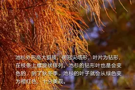 科普知识 | 草木有语：岁寒知松柏——池杉图片