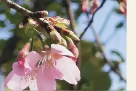 叮咚，请查收来自春天的明信片图片