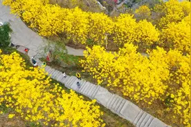 黄花风铃木绽放醉游人图片