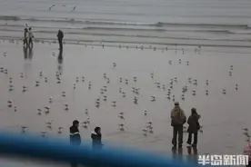 显微镜 | 冬季来青岛，栈桥看海鸥图片