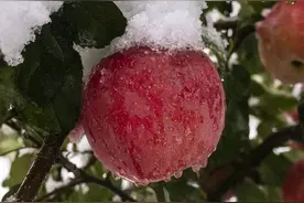 天空的花在绽放图片