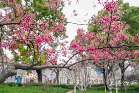 春日限定！虹口足球场外，这种樱花已率先绽放~图片