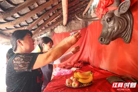 临武县：给牛配戴大红花 休息 喂食 庆贺牛神生日图片