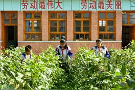 甘肃临泽：菜园里的“欢乐谷”图片