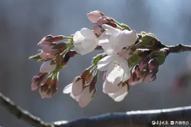 中山公园樱花快要开了，期待亲朋好友的到来图片