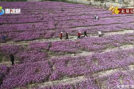 惠州多地进入盛花期！图片