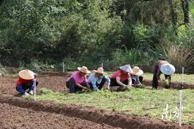 阳山小江镇加快推进西洋菜特色农业产业发展，示范基地种植忙图片