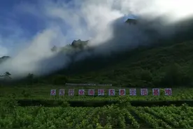 加快“大巴山药谷”建设 城口打造秦巴山区中医药强县图片