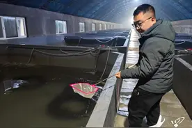 一“马”当先！东港小海马长成大产业图片