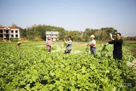 振兴“湘”村|金甲岭萝卜“鲜甜”上市 年总产值突破1亿元图片