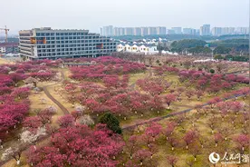 宁波镇海：“梅”景绘就未来乡村新画卷图片