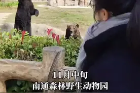 太可爱了！棕熊站起来“挥爪”回应游客图片
