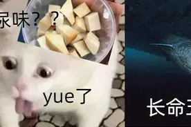 长命500岁，为何这些鲨鱼只涨年龄却不衰老？图片