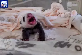 被萌化啦！双胞胎🐼宝宝一公斤体重达成 柏林动物园发布最新视频→图片