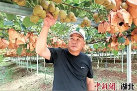 湖北赤壁农技员袁炎良：让中国猕猴桃香飘世界图片