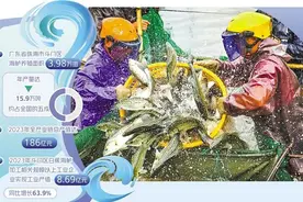 大湾区海鲈欢腾图片