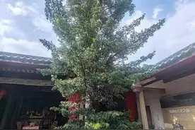 500岁“病危”罗汉松再冒新芽，怎么做到的？图片